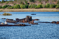 Hippo (Hippopotamus amphibius)