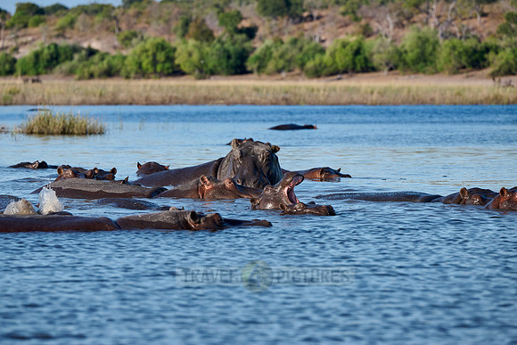 Hippo (Hippopotamus amphibius)
