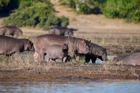 Hippo (Hippopotamus amphibius)