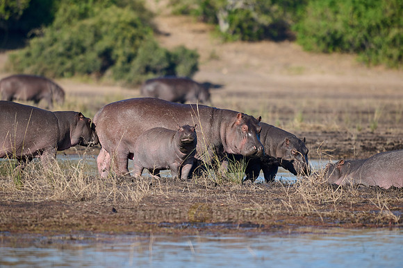 Hippo (Hippopotamus amphibius)