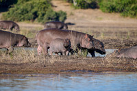 Hippo (Hippopotamus amphibius)