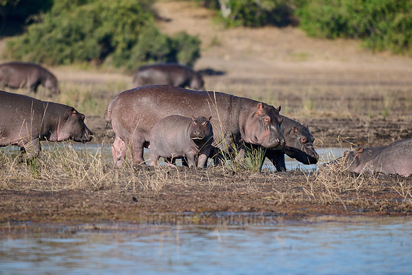 Hippo (Hippopotamus amphibius)