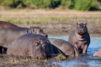 Hippo (Hippopotamus amphibius)