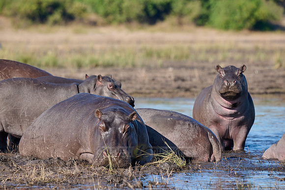 Hippo (Hippopotamus amphibius)