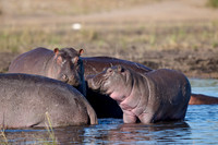 Hippo (Hippopotamus amphibius)