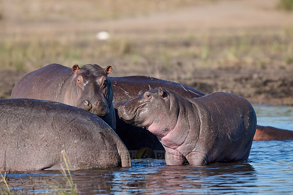 Hippo (Hippopotamus amphibius)