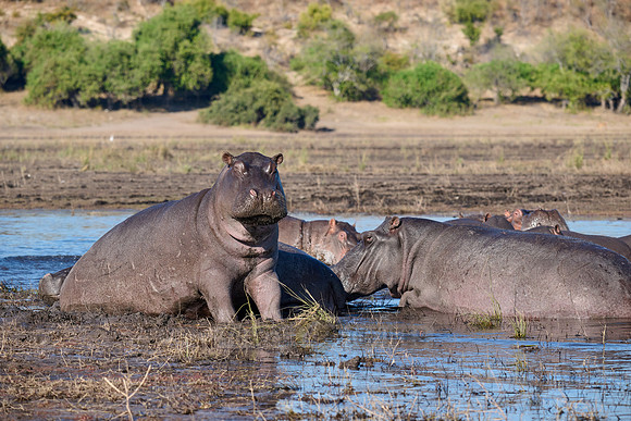 Hippo (Hippopotamus amphibius)