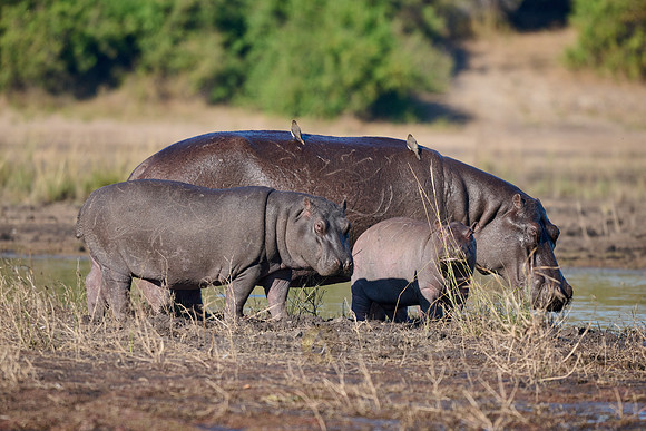 Hippo (Hippopotamus amphibius)