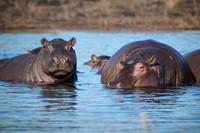 Hippo (Hippopotamus amphibius)