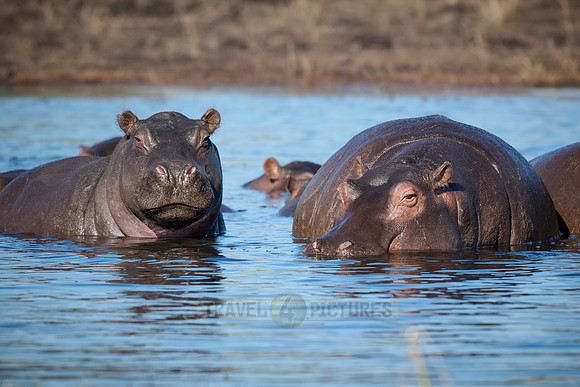 Hippo (Hippopotamus amphibius)