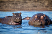 Hippo (Hippopotamus amphibius)