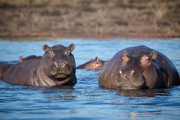 Hippo (Hippopotamus amphibius)