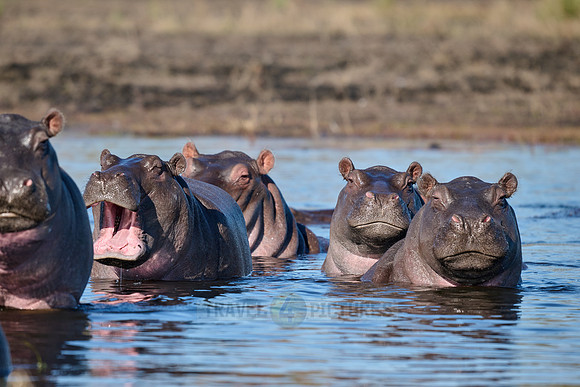 Hippo (Hippopotamus amphibius)