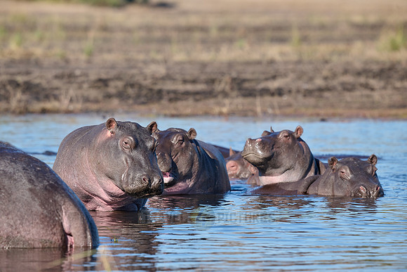 Hippo (Hippopotamus amphibius)