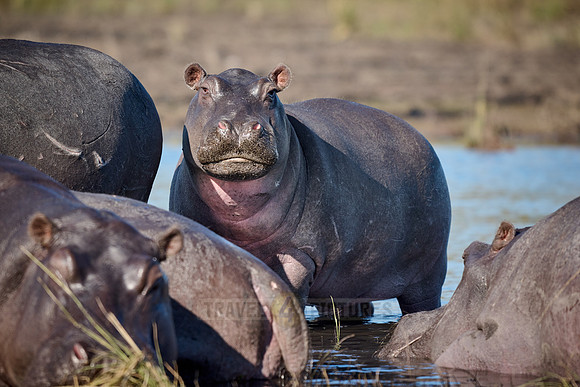 Hippo (Hippopotamus amphibius)