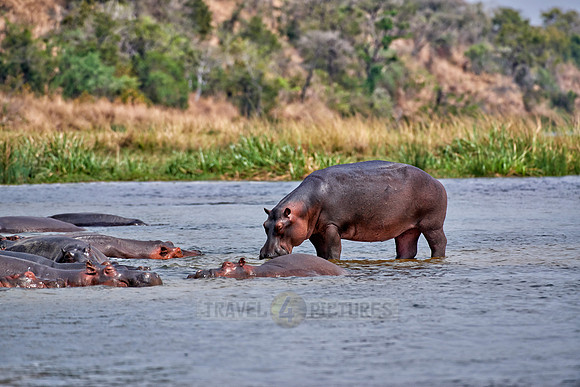Hippopotamus, Hippopotamus amphibius