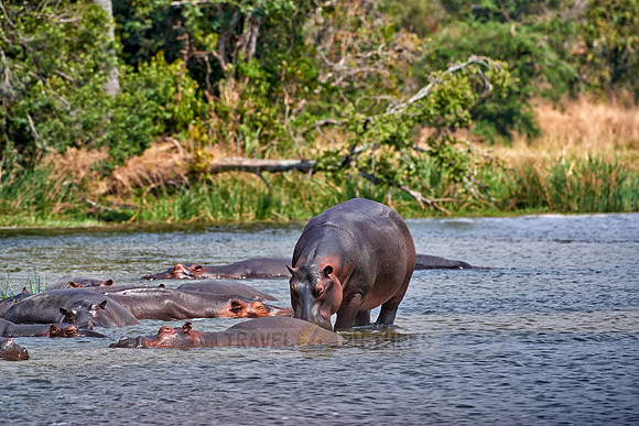 Hippopotamus, Hippopotamus amphibius