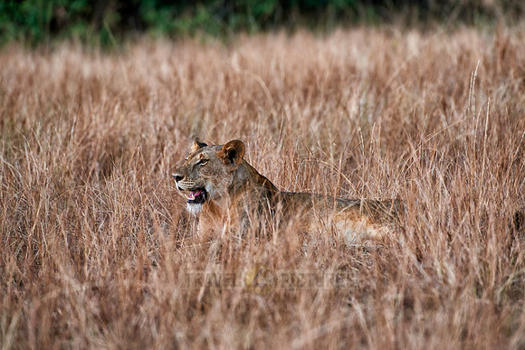 lioness in grassland