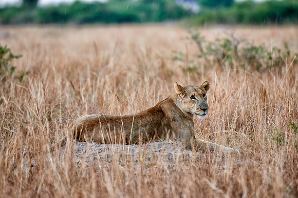 lioness in grassland