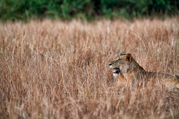 lioness in grassland