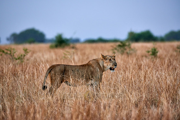 lioness in grassland