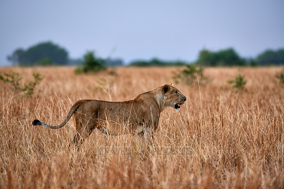 lioness in grassland