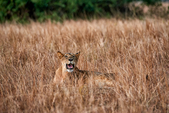 lioness in grassland