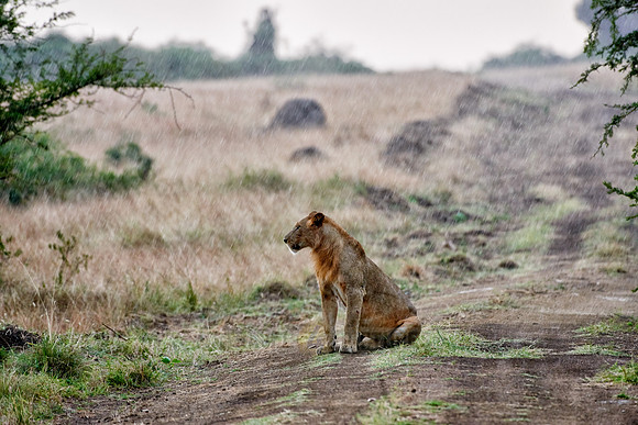 young lion in rain
