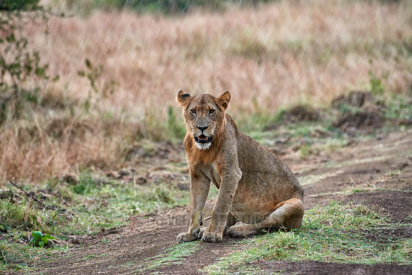 young lion in rain