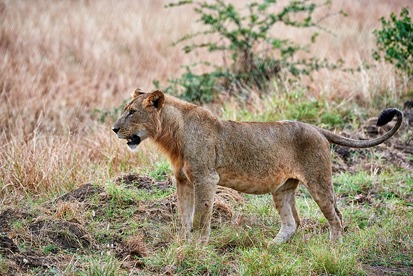 young lion in rain