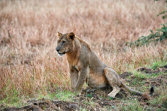 young lion in rain