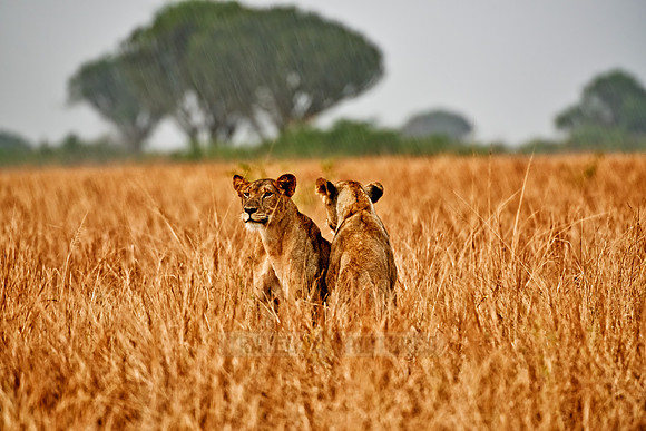 two lioness in grassland
