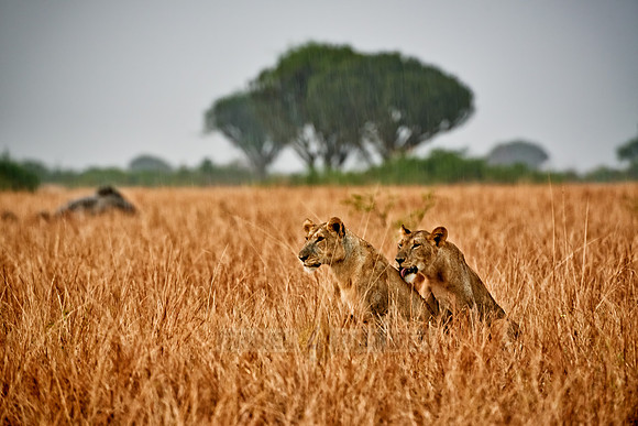 two lioness, licking