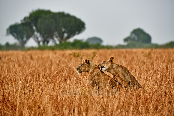 two lioness, licking