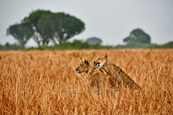two lioness, licking