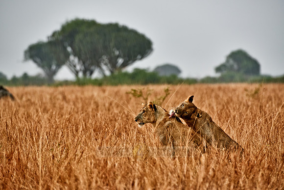 two lioness, licking