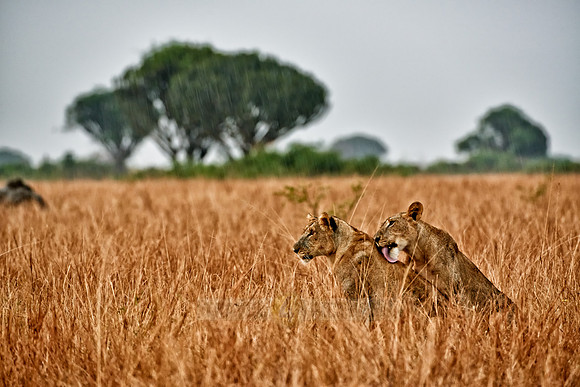 two lioness, licking