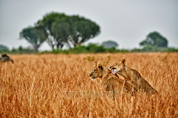 two lioness, licking