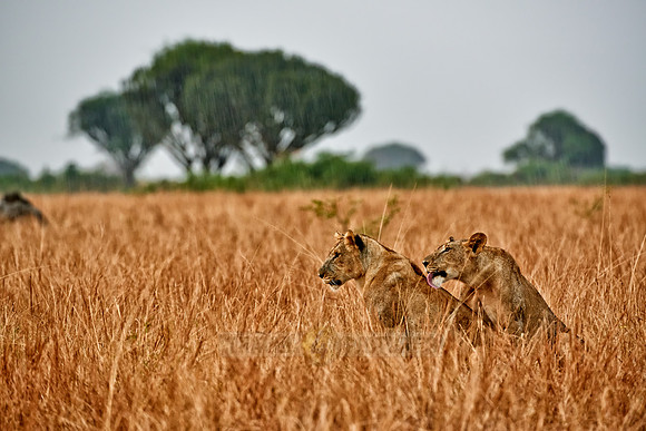 two lioness, licking