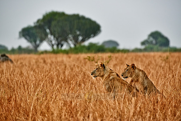 two lioness in grassland
