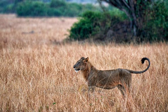 young lion in grassland
