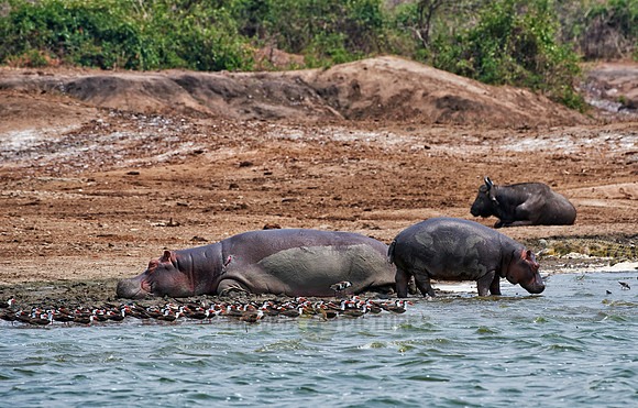 Hippopotamus, Hippopotamus amphibius