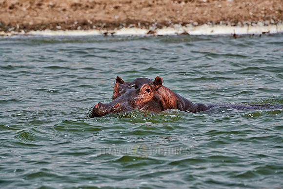 Hippopotamus, Hippopotamus amphibius