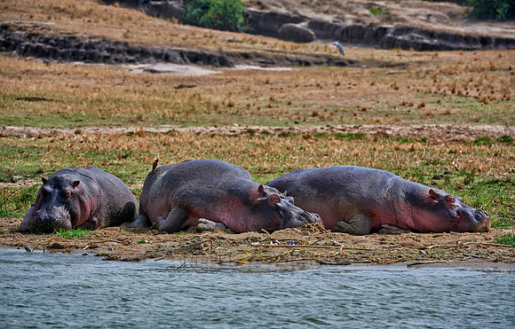 Hippopotamus, Hippopotamus amphibius