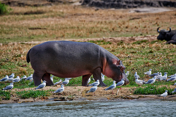 Hippopotamus, Hippopotamus amphibius