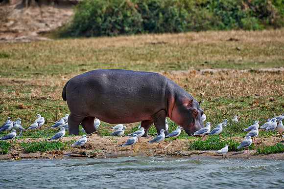 Hippopotamus, Hippopotamus amphibius