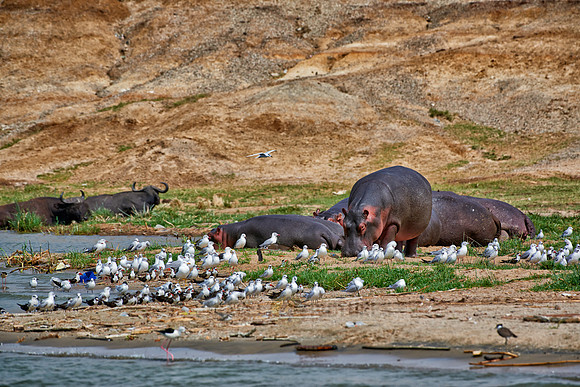 Hippopotamus, Hippopotamus amphibius