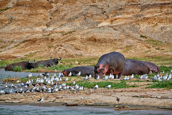 Hippopotamus, Hippopotamus amphibius