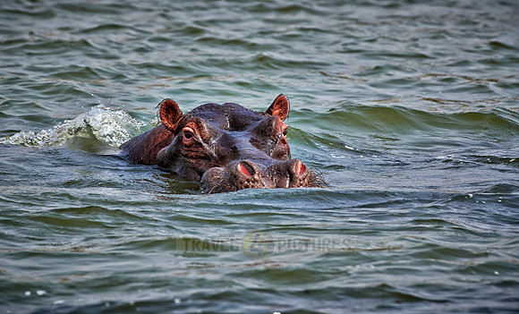 Hippopotamus, Hippopotamus amphibius