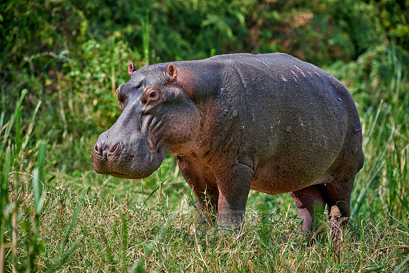 Hippopotamus, Hippopotamus amphibius